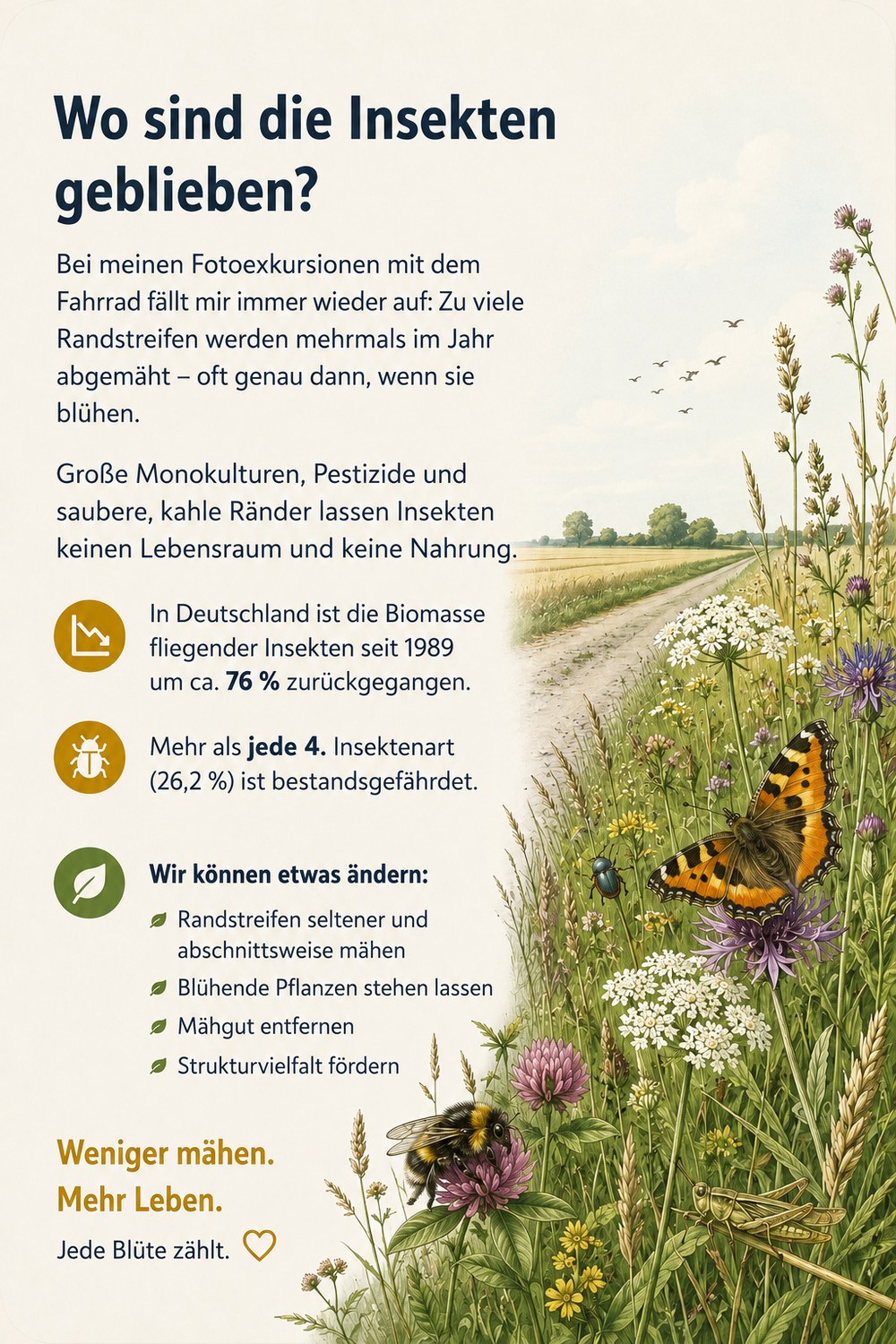 Plakat „Wo sind die Insekten geblieben?“ – Insektenschwund und was hilft