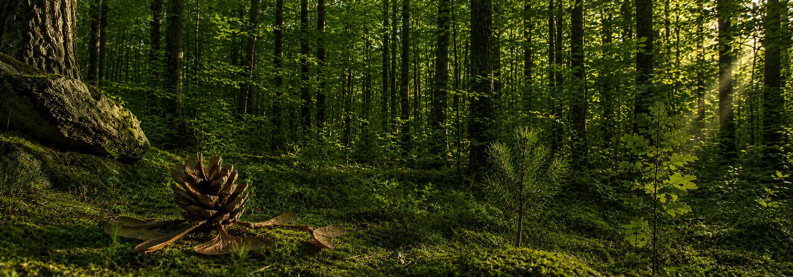 Dein Wald